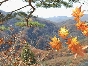 胖鳥(niǎo)電影網(wǎng)，影視愛(ài)好者的天堂