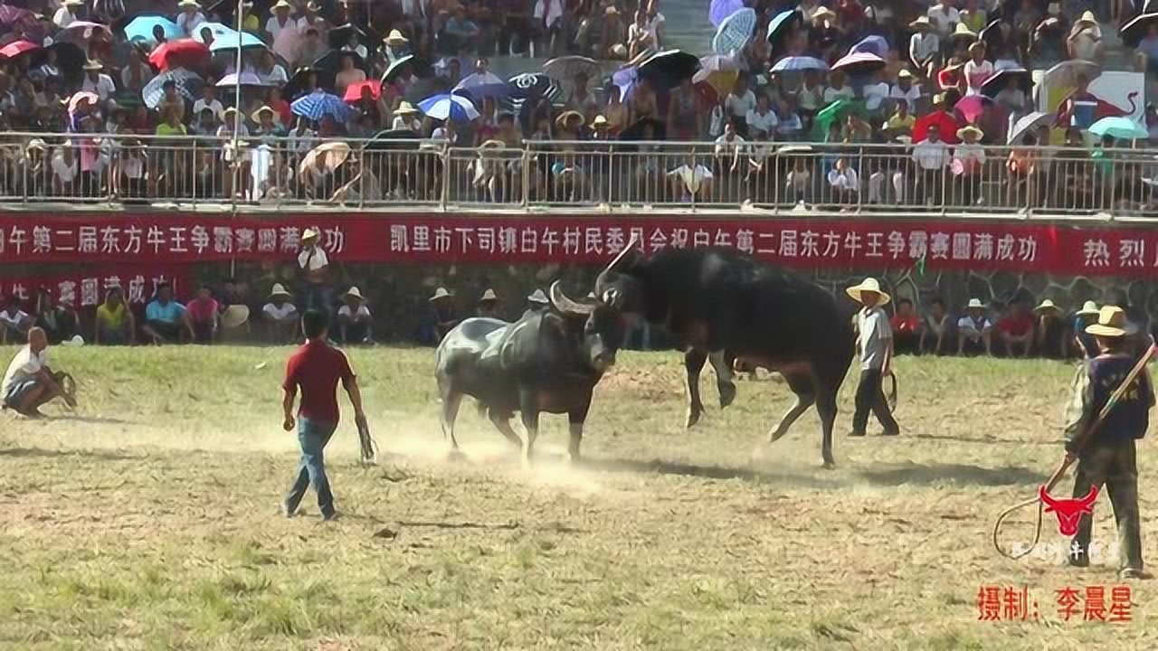 越南牛王爭霸賽，熱血競技，榮耀之巔之戰(zhàn)！